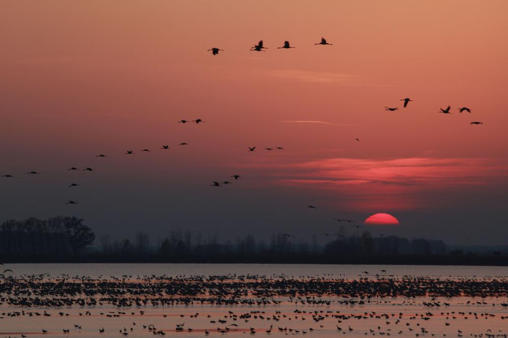 Migratory birds resting in the area. Photograph ©